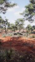 un sereno paisaje con arboles en un rústico campo video