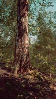 en lugn skog med en lindning smuts väg omgiven förbi lång björk träd video