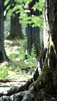 ein majestätisch Baum Stehen hoch im das Herz von ein üppig Wald video