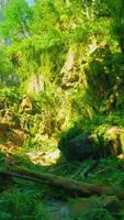 A lush green forest filled with lots of trees video