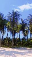 une pittoresque plage avec une rangée de majestueux paume des arbres video