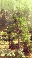 un sereno paisaje con un grupo de arboles en pie alto en un lozano verde prado video