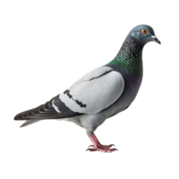 ai généré Pigeon agrafe art png