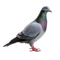 ai généré Pigeon agrafe art png