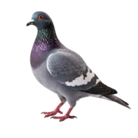 ai généré Pigeon agrafe art png