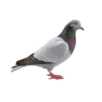 ai généré Pigeon agrafe art png