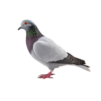 ai généré Pigeon agrafe art png