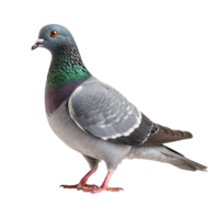 AI generated Pigeon clip art png