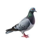 AI generated Pigeon clip art png