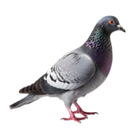 AI generated Pigeon clip art png