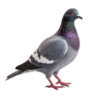 AI generated Pigeon clip art png