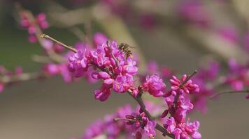 abeille en volant plus de le violet fleurs de le arbre de l'amour ou Judas arbre. Judas arbre et européen écarlate. proche en haut. video