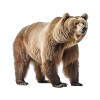 AI generated Bear clip art png