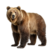 AI generated Bear clip art png