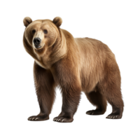 AI generated Bear clip art png