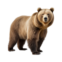 AI generated Bear clip art png