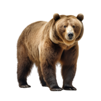 AI generated Bear clip art png