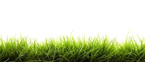 AI generated Fresh Spring Green Grass on White Background. created with Generative AI photo