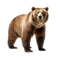 AI generated Bear clip art png