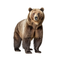 AI generated Bear clip art png