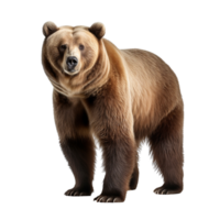 AI generated Bear clip art png