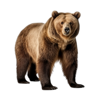 AI generated Bear clip art png