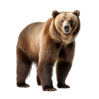 AI generated Bear clip art png