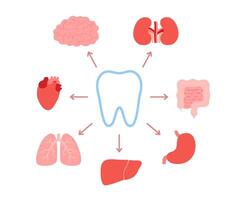 Connection of healthy teeth and internal organs. Relation of human tooth and brain, kidneys, intestine, stomach, liver, lungs, heart. Impact of dental health and chewing on internal organs. Vector