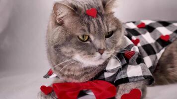 A cute gray cat scottish straight is wearing a chirt with red heart patterns and a red bowtie on February 14 for Valentine's Day. The pet is lying down on surface white background video