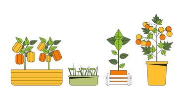 Veggies plants in pots 2D linear cartoon objects set. Potted vegetables herbs planting isolated line vector elements white background. Indoor garden farm color flat spot illustration collection