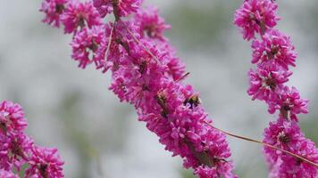 rosado flores en Judas árbol con bombus pascuorum laboral. europeo tsertsis. cerca arriba. video