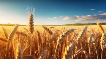 AI generated Golden Wheat Field Under Blue Sky. created with Generative AI photo