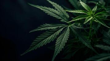 AI generated Green cannabis leaves creating a textured and natural background. created with Generative AI photo
