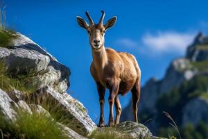 AI generated Ibex Ruling the Rocky Cliffs of the European Alps. created with Generative AI photo