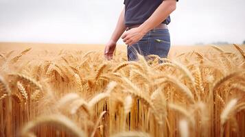 AI generated Rural farmer walking through field inspecting the wheat crop. created with Generative AI photo