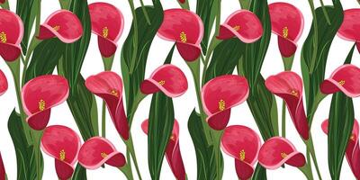 Seamless Pattern of Calla Flowers on a White Background vector