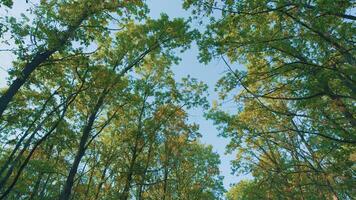 bellissimo e colorato autunno paesaggio con alberi. arancia fogliame nel autunno parco. naturale sfondo. video