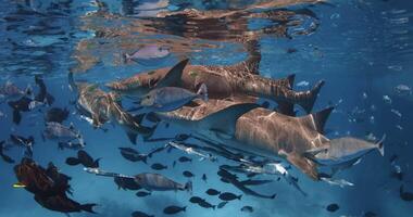 Swimming with nurse sharks in tropical sea. School of fish and sharks underwater video