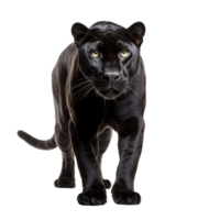 AI generated Panther clip art png