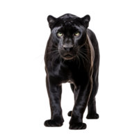 AI generated Panther clip art png