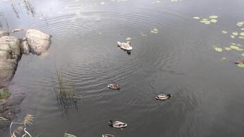 lago vita un' giovane cigno e anatroccoli vagare in giro video