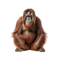 AI generated Orangutan clip art png