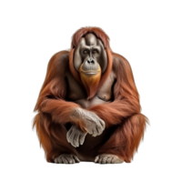 AI generated Orangutan clip art png