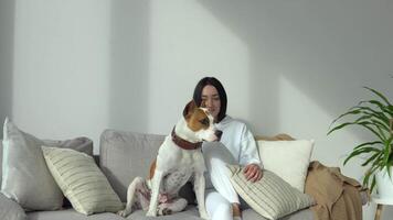 Young woman caressing her pet dog in beautiful modern apartment. Animal is enjoying its owner's love and care video