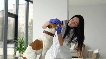 femme vétérinaire inspecte le chien dans vétérinaire clinique. médical entreprise. vétérinaire médicament concept video