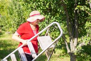 person in apple orchard, person in the garden photo