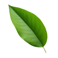 AI generated Mango leaf clip art png