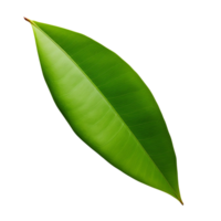 AI generated Mango leaf clip art png