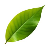 AI generated Mango leaf clip art png