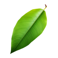 AI generated Mango leaf clip art png